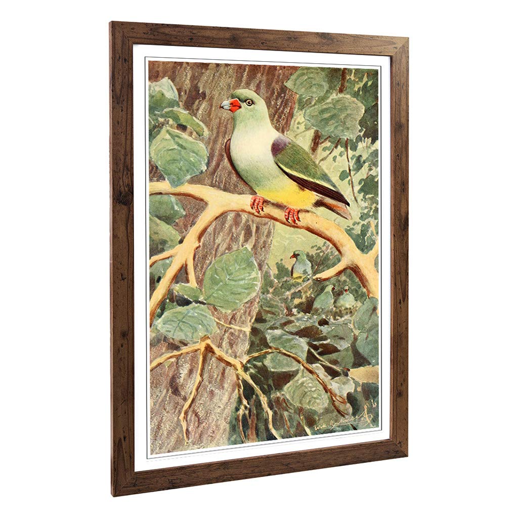 Big Box Art Framed Print of Vintage W Kuhnert Parrot Pigeon Design | Wall Art Picture | Home Decor for Kitchen, Living Room, Bedroom, Hallway, Walnut, A2 / 24.5x18 Inch / 62x45cm