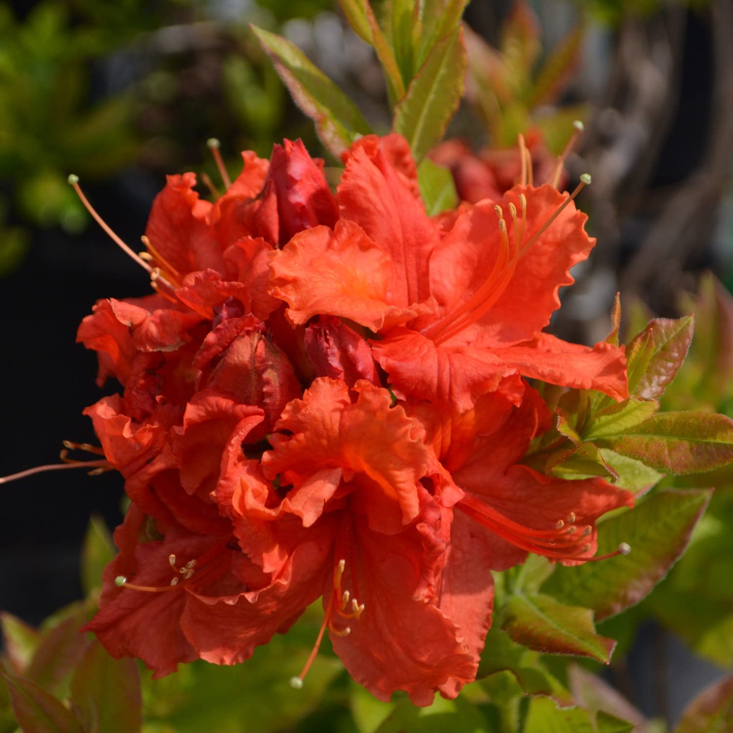 Rhododendron Plant 'Gibraltar' Azalea Group Exbury Hybrid Deciduous Hardy Shrub Orange Blooms RHS AGM Easy to Grow Your Own Outdoor Garden Flowers 1x 4-Litre Potted Plant by Suttons (1 x 4 Litre Pot)