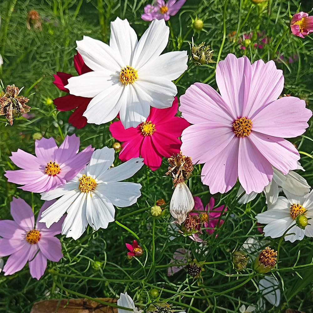 Cosmos Dwarf Candyfloss Mix Seeds – RHS Plants for Pollinators – Early Flowering, Compact & Versatile – Half Hardy Annual – for Your Beautiful Garden
