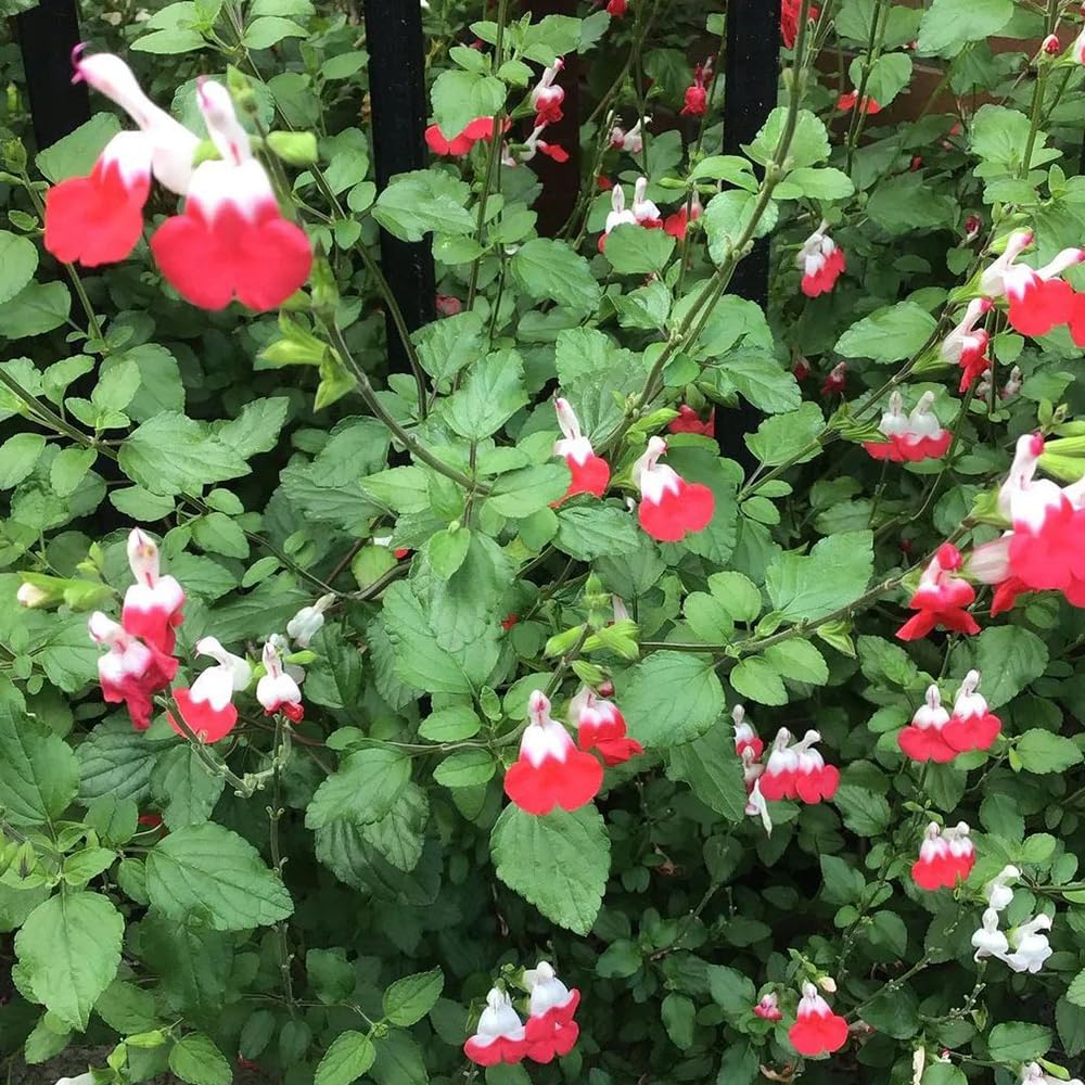 Semillas de salvia, Salvia greggii, semillas de aptas para las abejas cobertura del suelo jardín pradera mariposas exóticas resistentes al aire libre 500pcs
