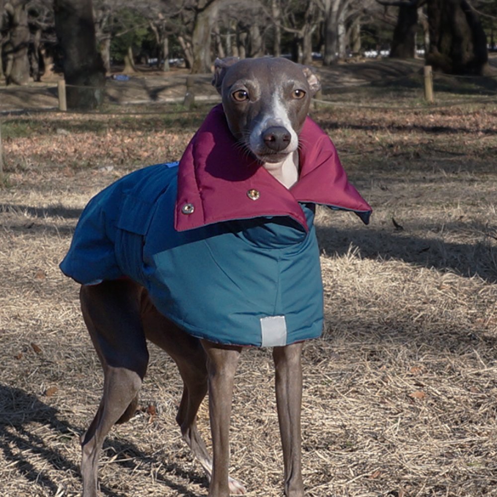 Amazon | イタリアングレーハウンド服 Houndy's リバーシブル オーバー