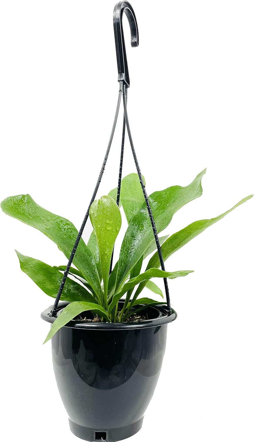 Staghorn Fern Hanging Basket - Live Plant in a 4 Inch Hanging Pot - Platycerium Bifurcatum - Extremely Rare and Exotic Ferns from Florida