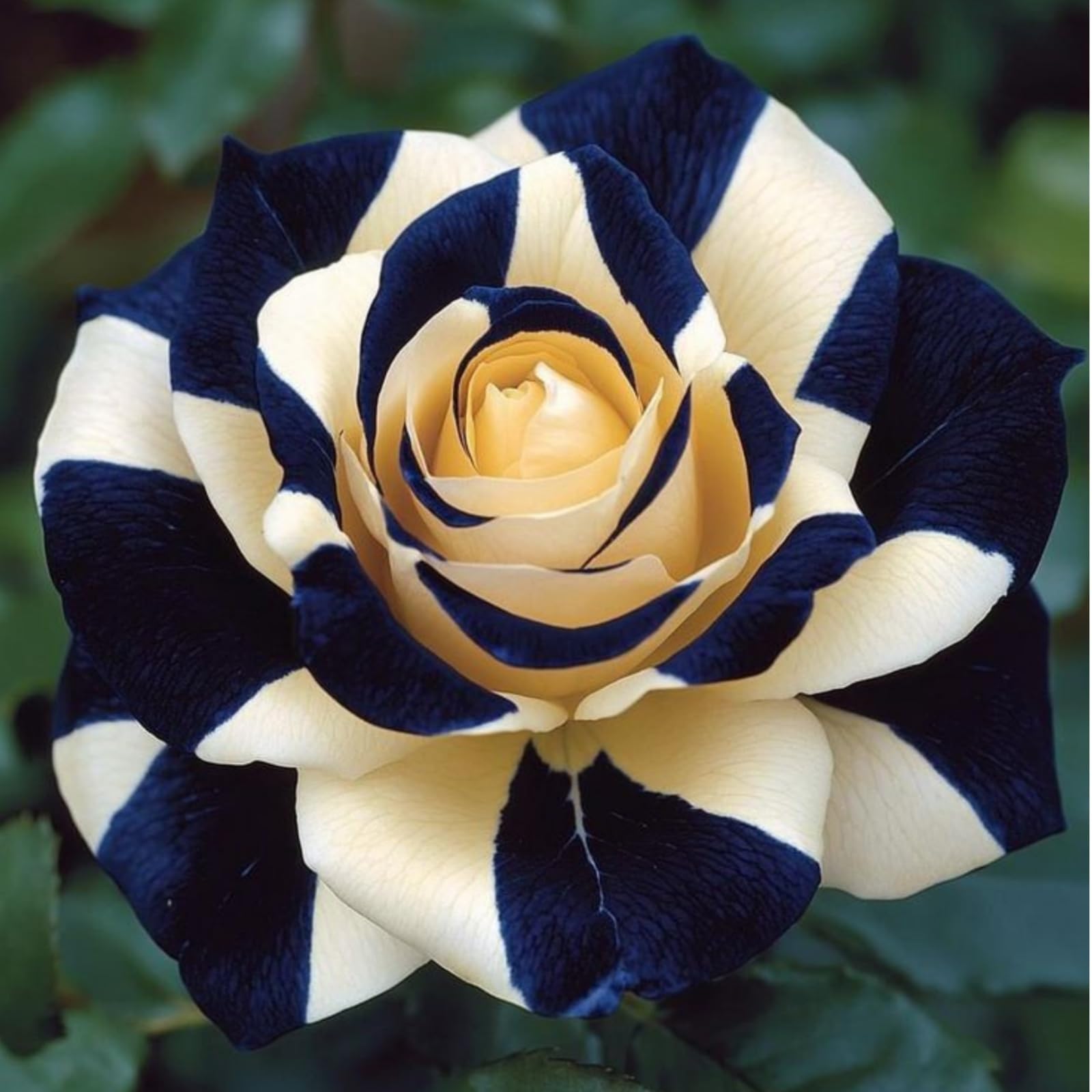 Radice di rosa/Crescita rapida/Bella/Resistente alla siccità e al freddo/Ottima esposizione/Decorazione da giardino/Adatta per giardini interni ed esterni-4 Rizomi-E