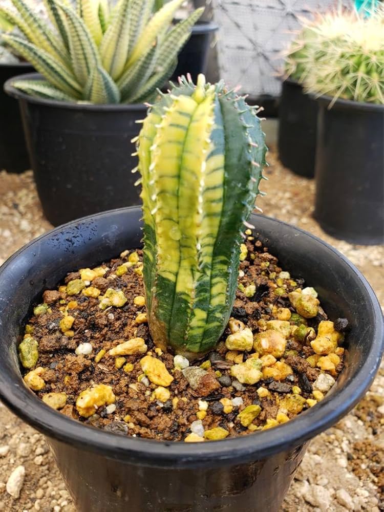 ユーフォルビアオベサオベサ梵天錦