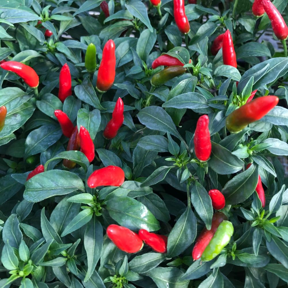 Chilli Pepper ‘Quick Fire’ 3 x 9cm Pot – Medium Heat 40,000 SHU – Super-Fast UK Variety – Compact Upright Chilli – Ideal for Containers, Windowsills & Greenhouses by Thompson and Morgan