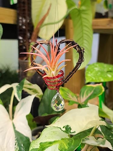 Miniatura 2 de Corona de corazón de vid natural para colgar plantas de aire con prisma arco iris gema atrapasueños por The Drunken Gnomo Ionantha Airplant incluido