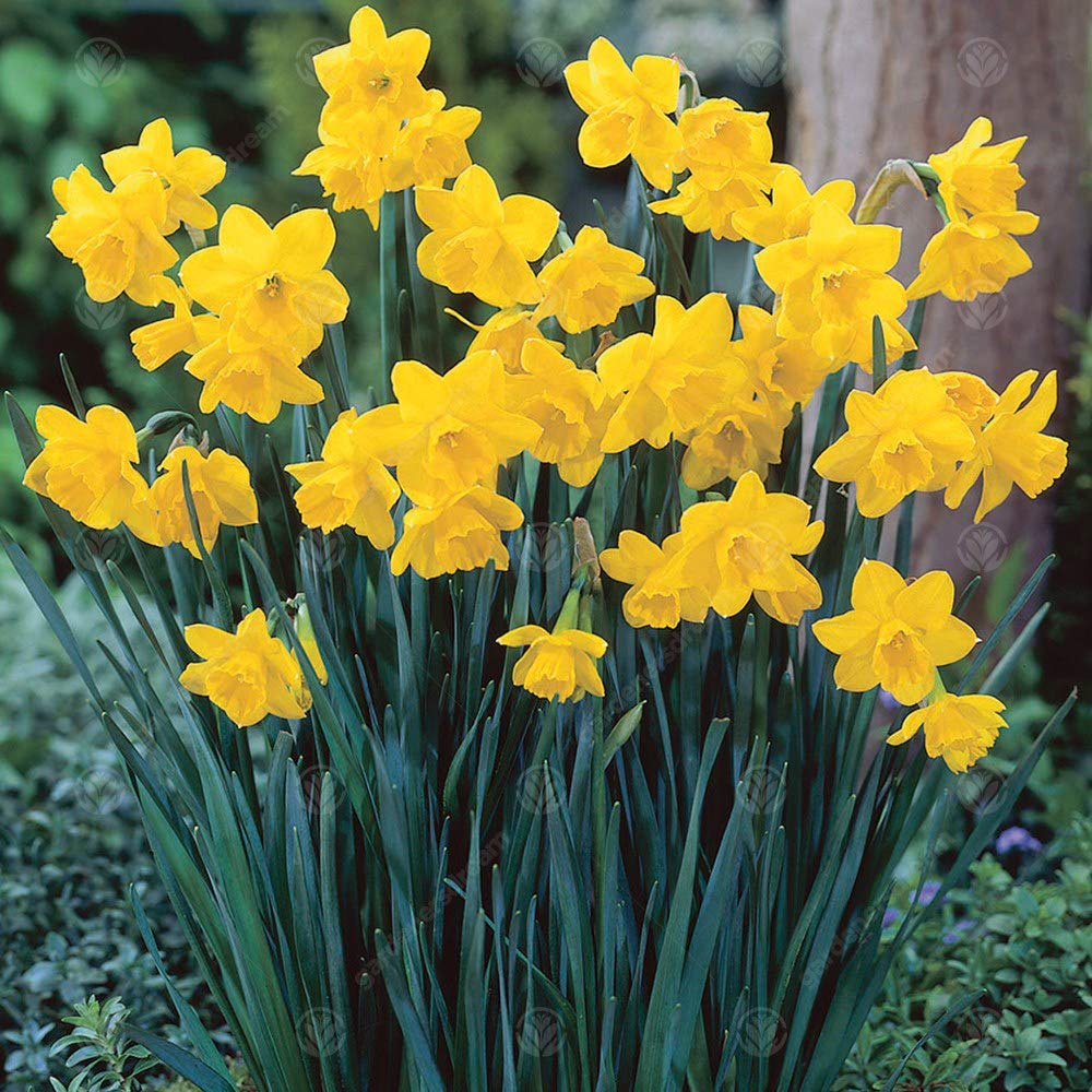 Narcisse Quail – Bulbes Floraison Printanière Intérieur Extérieur