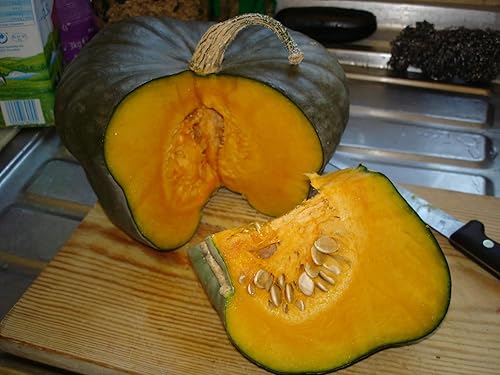 Miniatura 5 de Semillas Raras Calabaza Queensland Blue Gigante Vegetal para Plantar No GMO