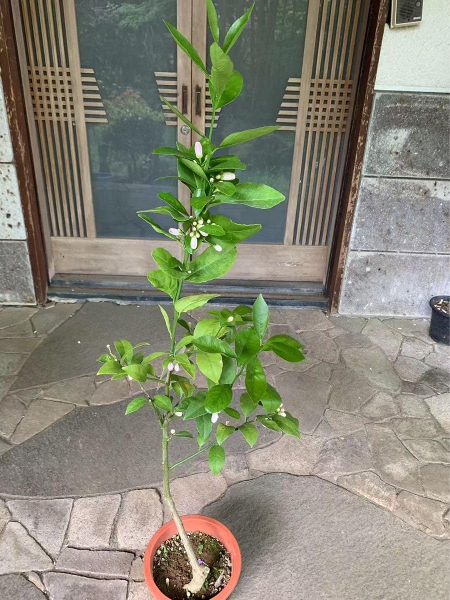 和平窯 鎗田和平作 黄泥山法師紋皿 直径41cm超大皿 飾皿 和平窯 故陶芸