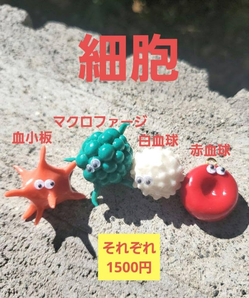 血液　臓器　手作り　キーホルダー　看護 Amazon.co.jp: 細胞 血小板 マクロファージ 白血球 赤血球 臓器