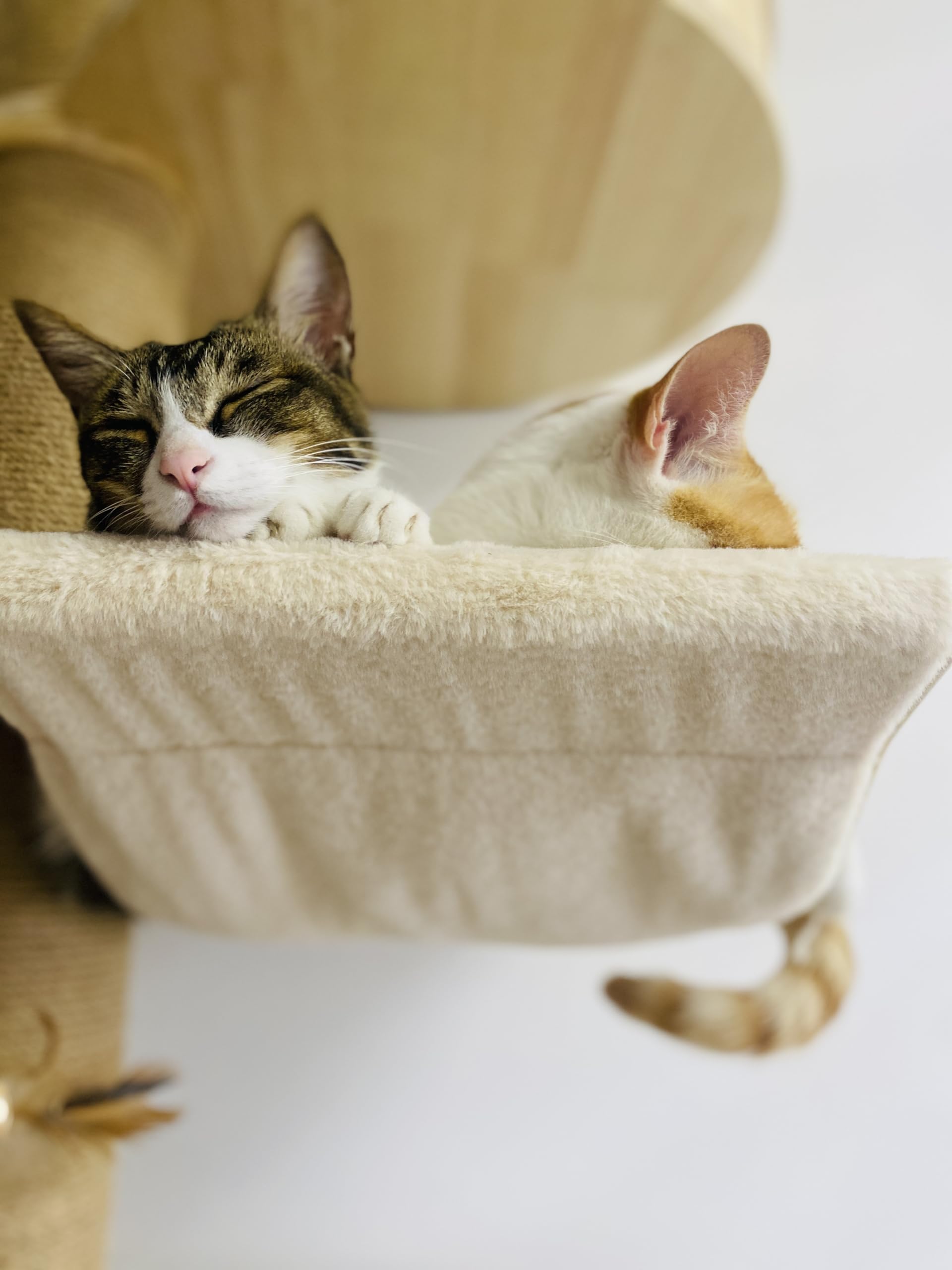 Amazon.com : Floor to Ceiling Cat Tree Accessories Hammock