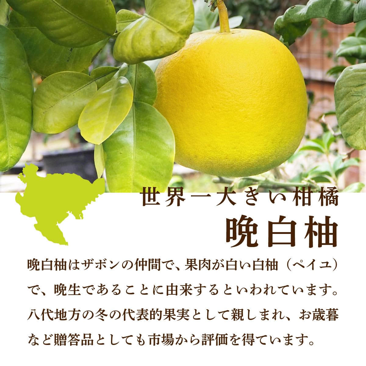 Amazon.co.jp: 晩白柚 ばんぺいゆ ザボン ざぼん 熊本県産 1玉 1.8kg