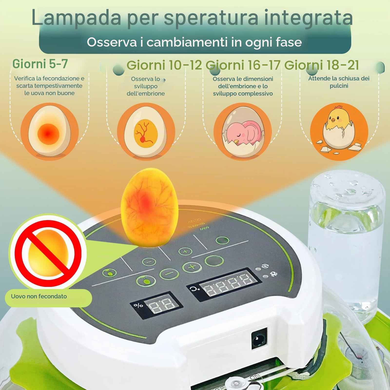 Macchina incubatrice completamente automatica con uova | controllo della temperatura e approvvigionamento idrico, coperchio a 360°, 18-36 uova di polli incubatori