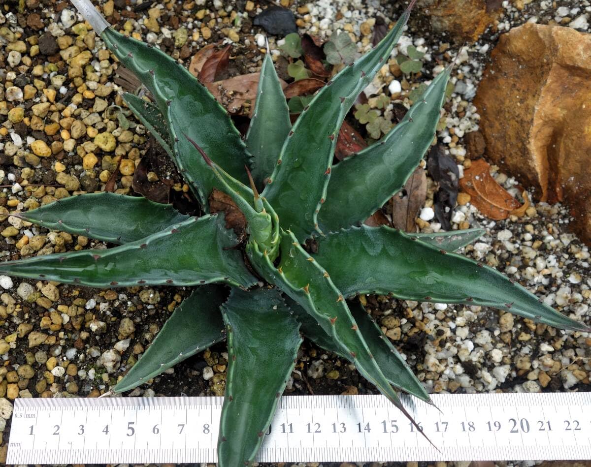 特選】アガベ フェロックスローガンカルホーン【地植え育成】 【公式通販】