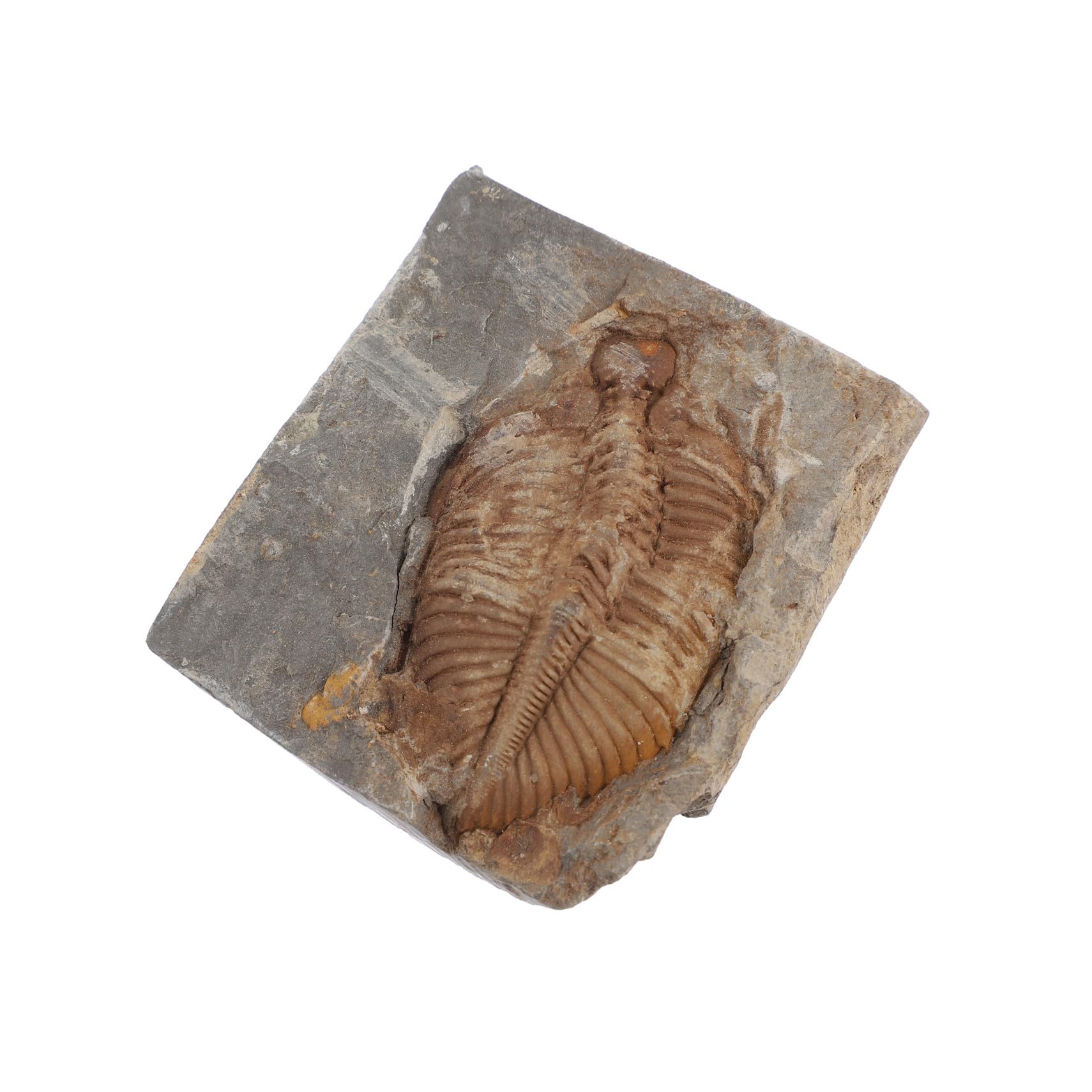 Authentic for Education Stone Trilobite Specimen and Paleontology