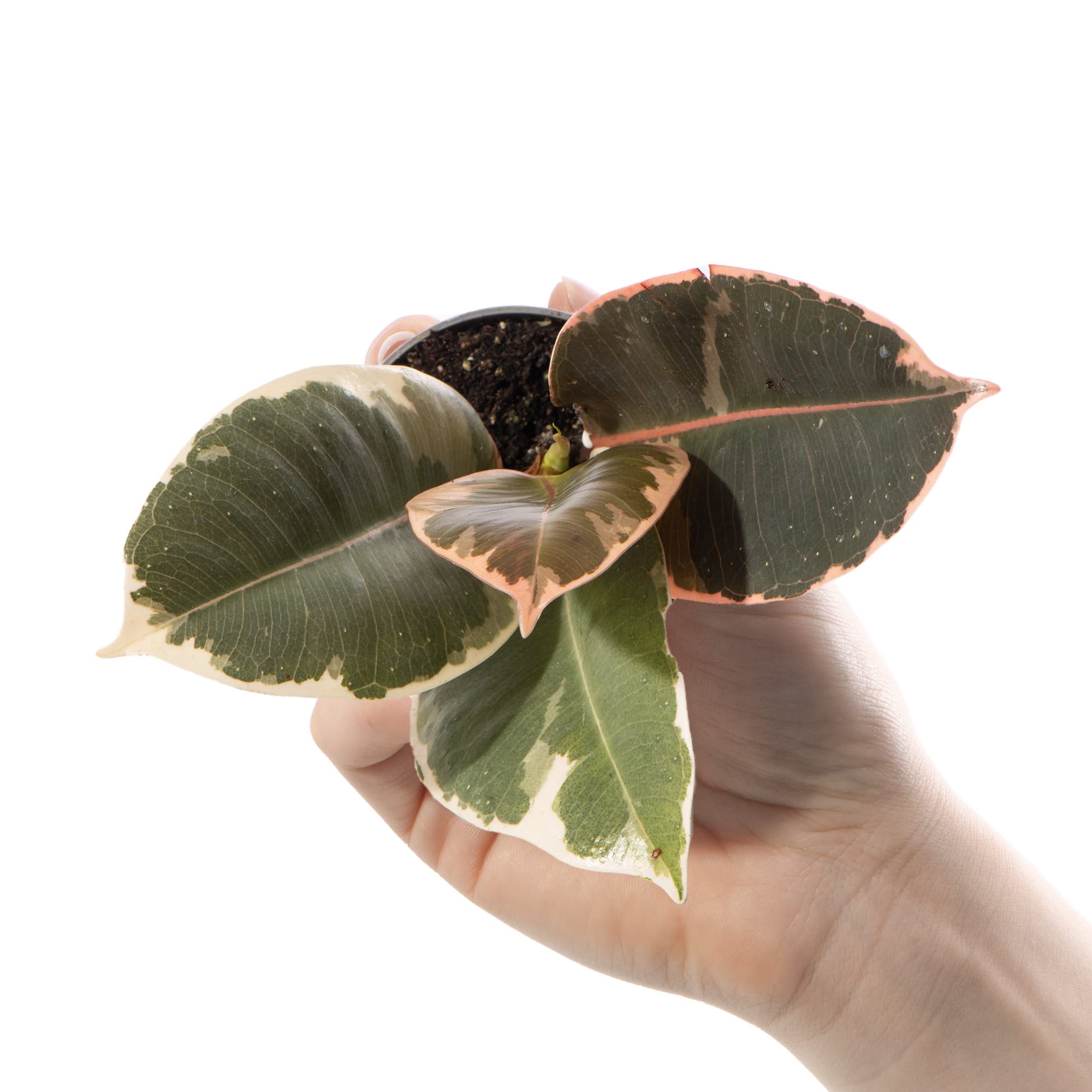 Plante Ficus Tineke (Figuier Caoutchouc) - Pot 6cm - Hauteur 15cm - Plante D'Intérieur Verte - PLNTS