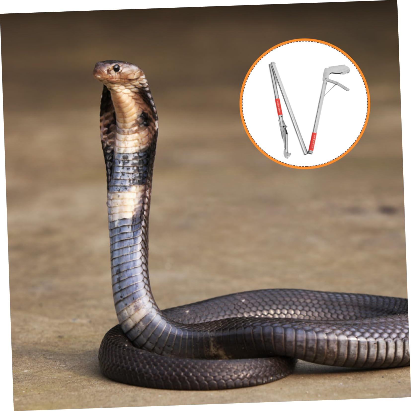 POPETPOP 4 Piezas Pinza de Serpiente alicates de Serpiente Gancho de Serpiente Herramienta de manipulación de mandíbula Ancha Pinza para atrapar anguilas Herramienta de Agarre Clip de locha