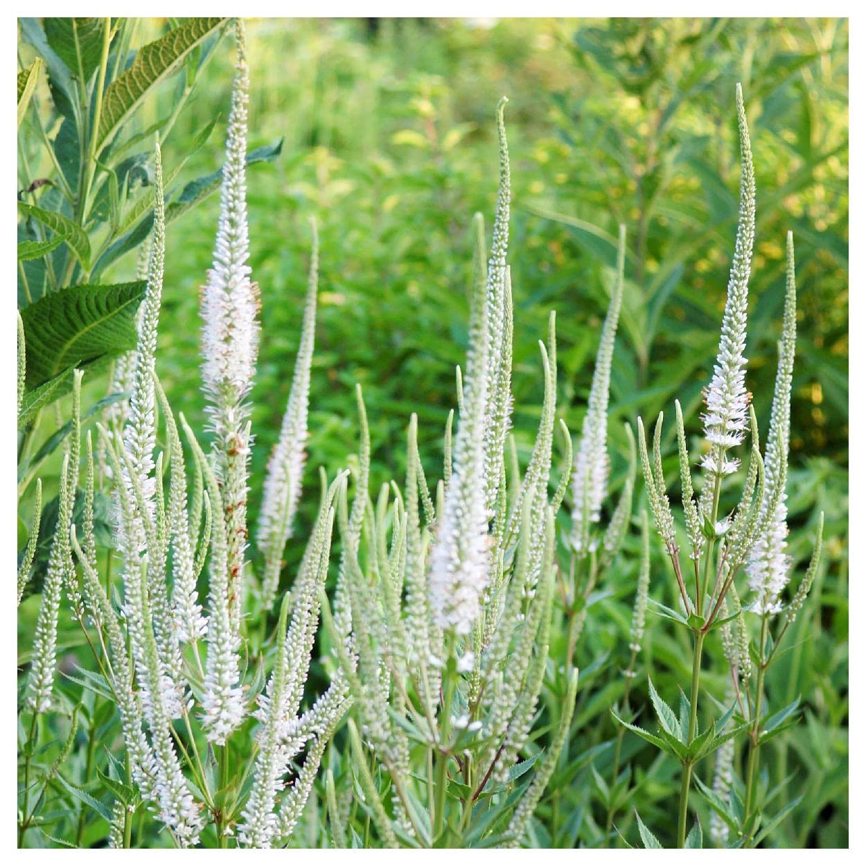 Everwilde Farms Culver's Root Seeds
