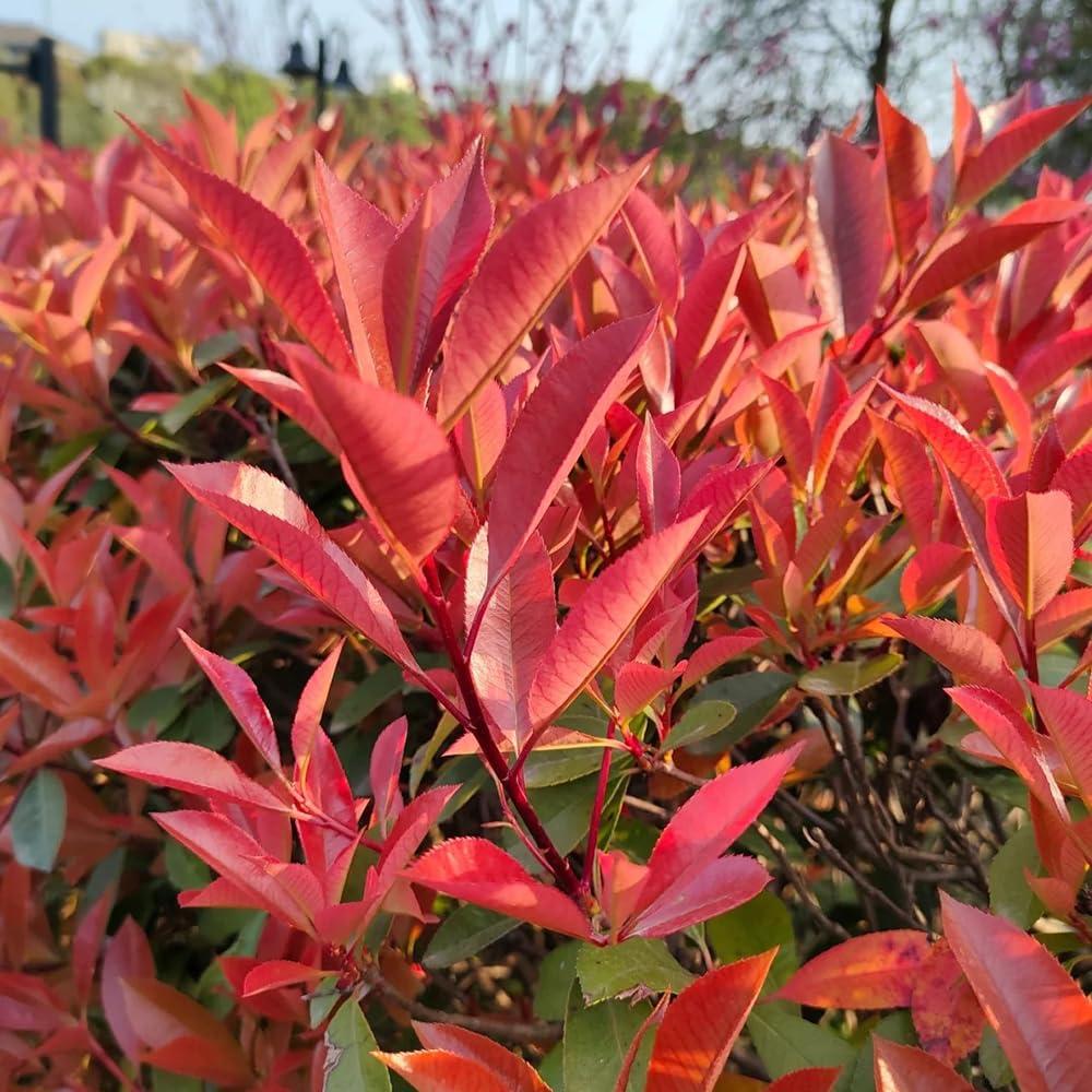 Semillas de photinia Red Robin, jardín, resistente, perenne para pleno sol interior, variedades tradicionales, 200pcs