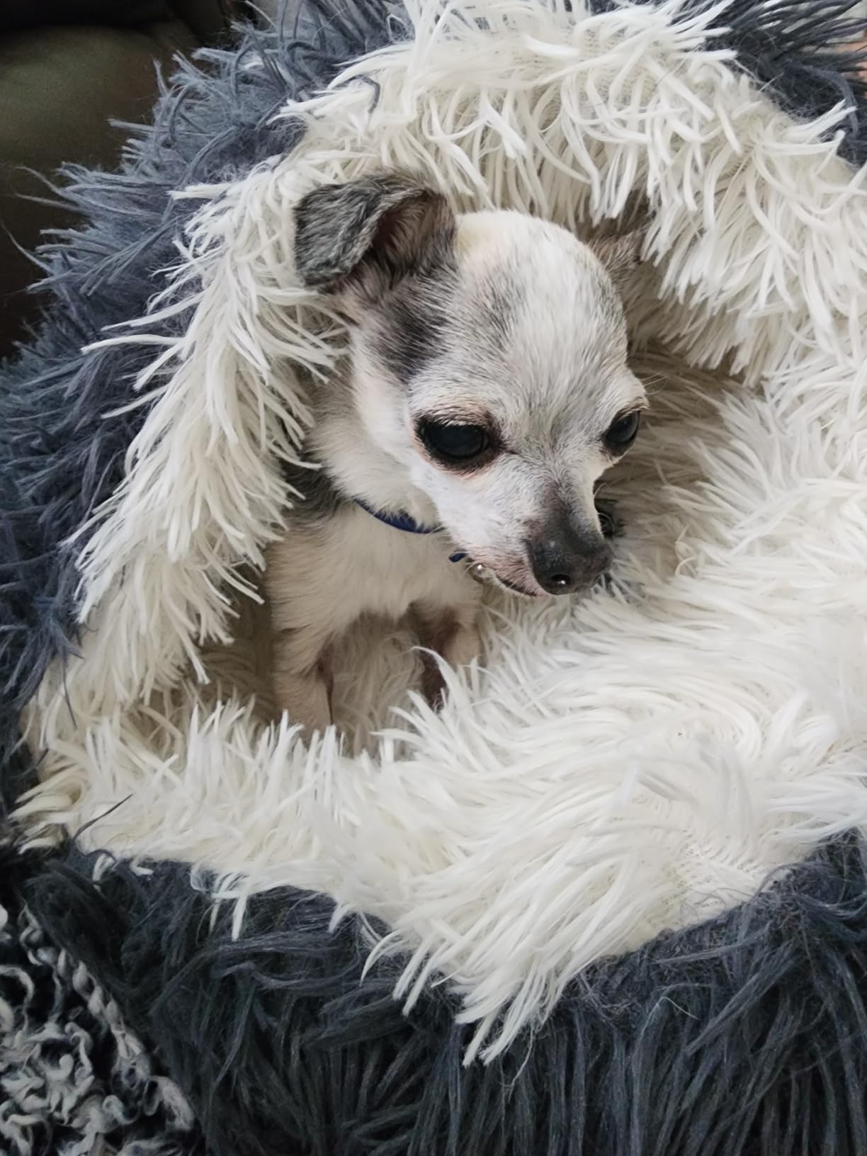 Pet Cave Beds for Dogs​, Cozy Cave Cat Bed​ photo review