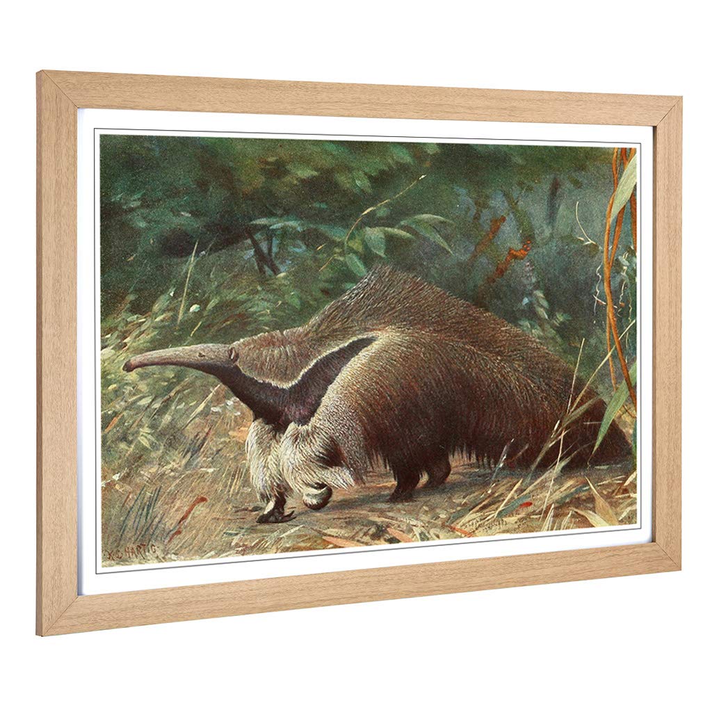 Big Box Art Framed Print of Vintage Karl Ludwig Hartig Giant Ant-Eater Design | Wall Art Picture | Home Decor for Kitchen, Living Room, Bedroom, Hallway, Oak, A2 / 24.5x18 Inch / 62x45cm
