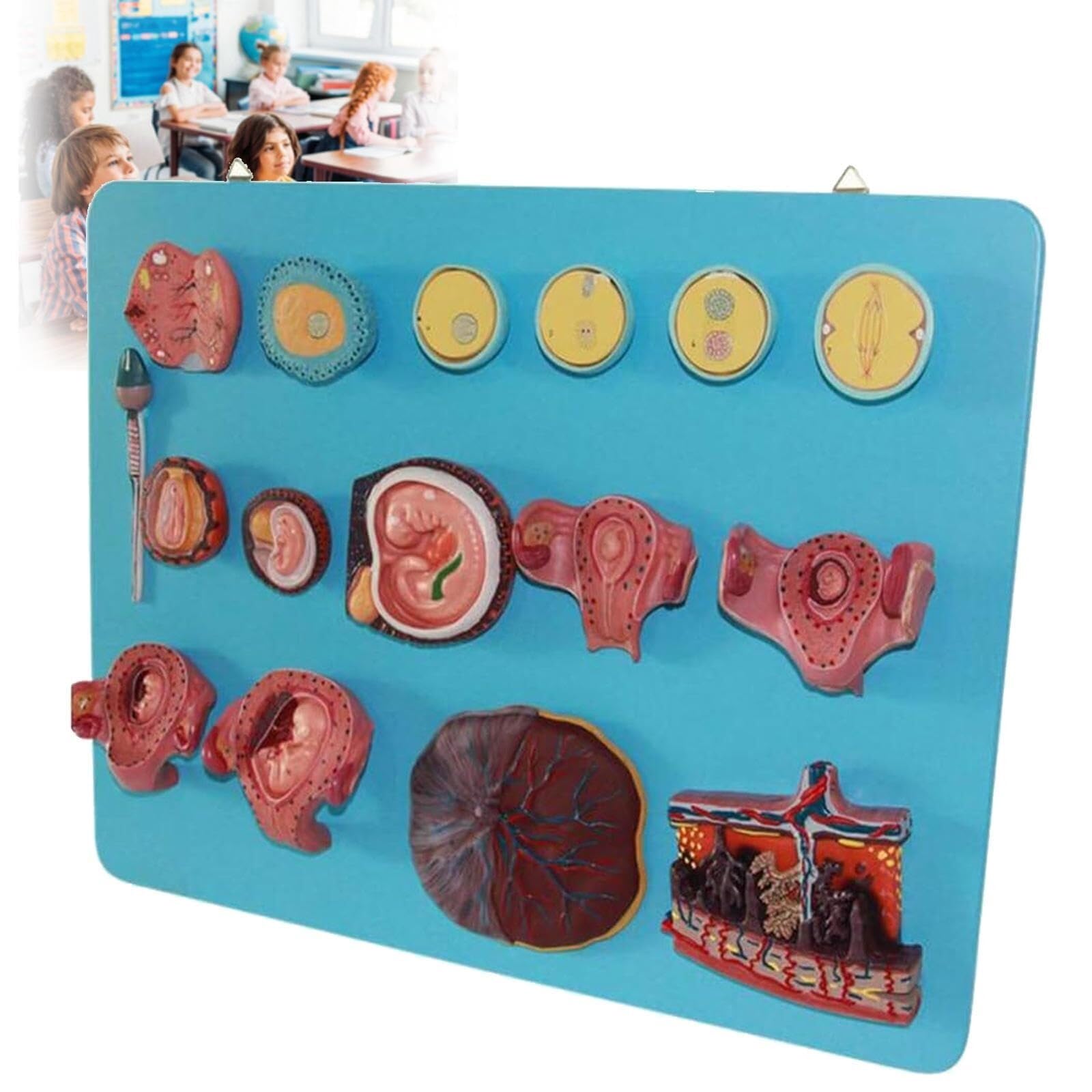 HEQIM Anatomical Fertilization Process Model, Fertilization Early Embryo Development Process Model, 16 Parts for Medical Education Training aids