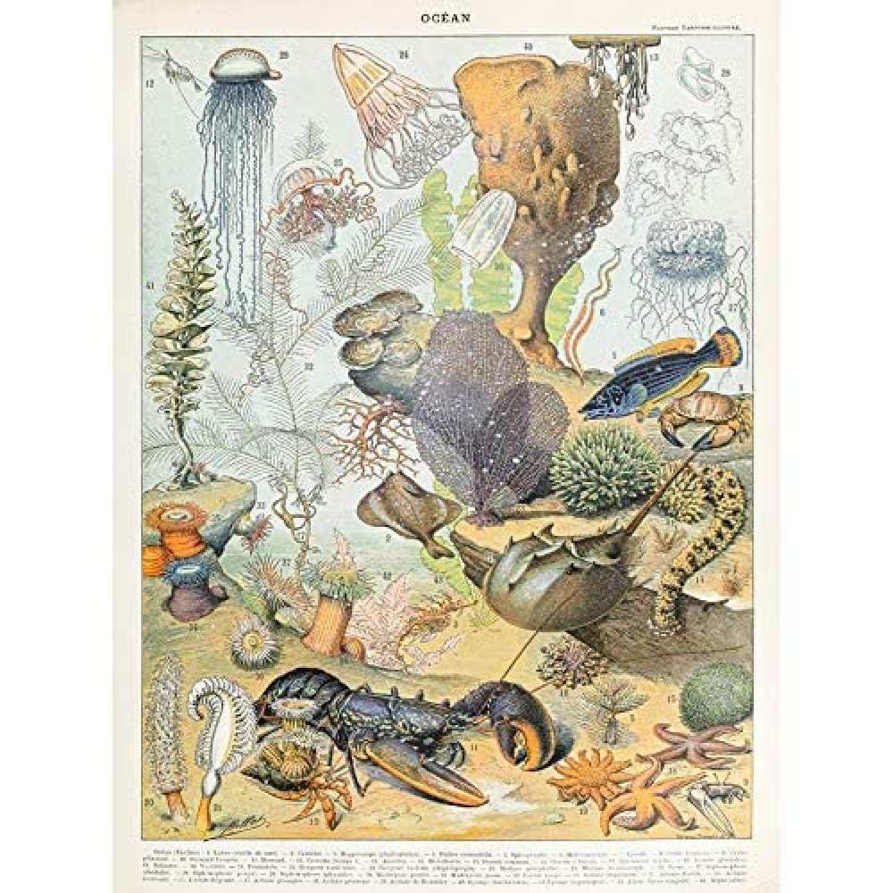Artery8 Millot Encyclopedia Page Ocean Animals Art Print Canvas Premium Wall Decor Poster Mural
