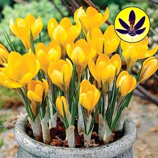 Crocus Yellow Large Flowering Dwarf Hardy Species Spring Flowers Bulbs (25)