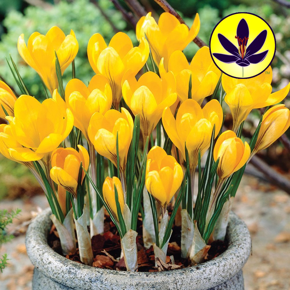 Crocus Yellow Large Flowering Dwarf Hardy Species Spring Flowers Bulbs (25)