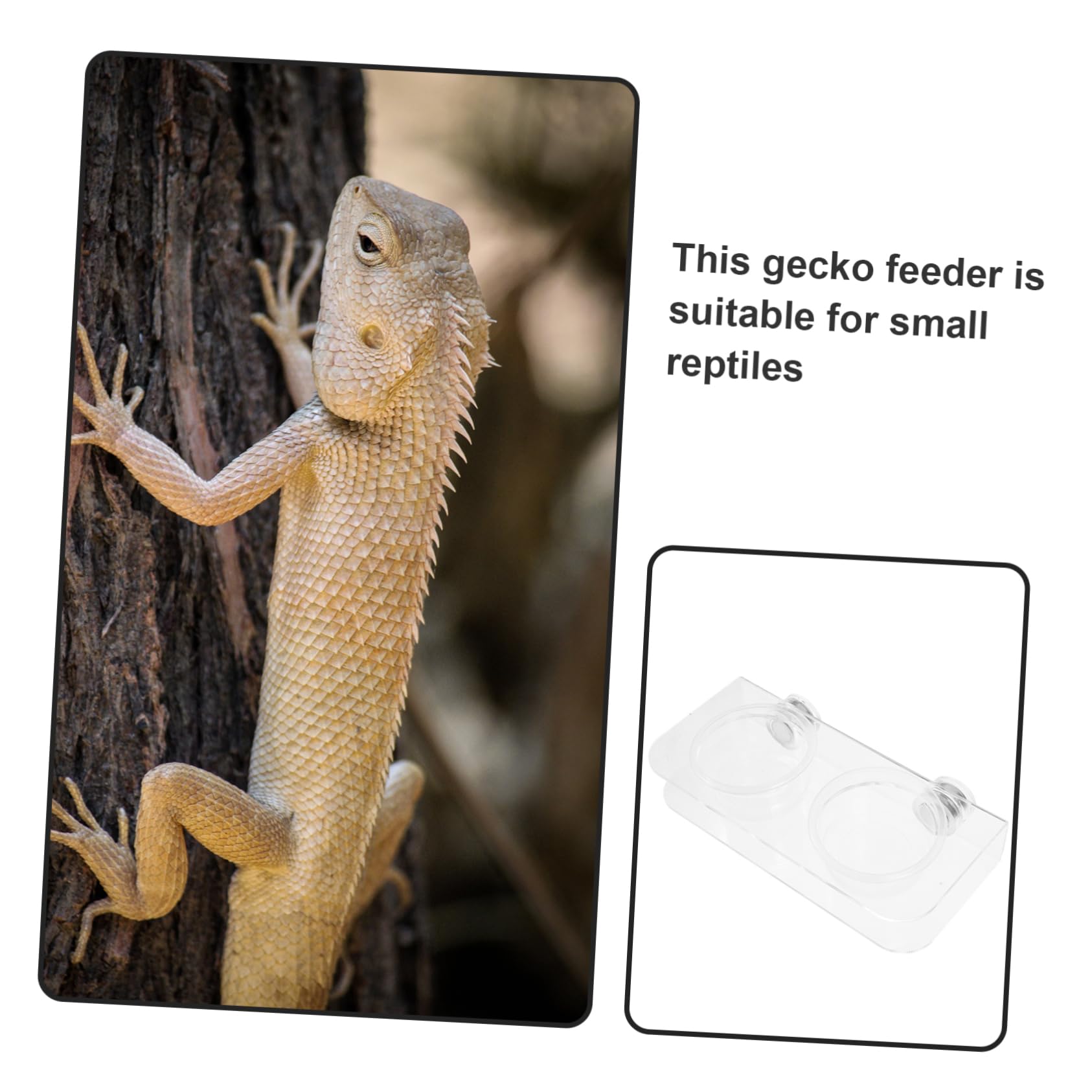 INOOMP 4juegos Contenedor De Alimentación Magnético para Reptiles Comedero y Bebedero De Transparente para y Pequeños Reptiles Incluye Tazas Fácil De Limpiar y Duradero