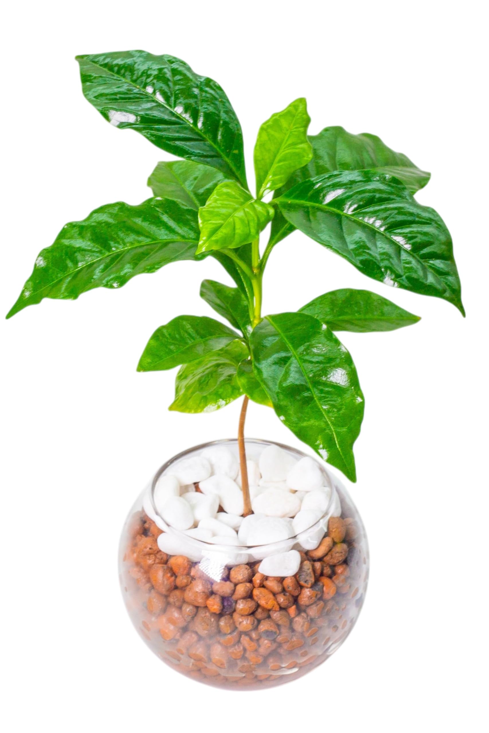 Amazon｜miipas コーヒーの木 観葉植物 本物 ミニ ハイドロカルチャー