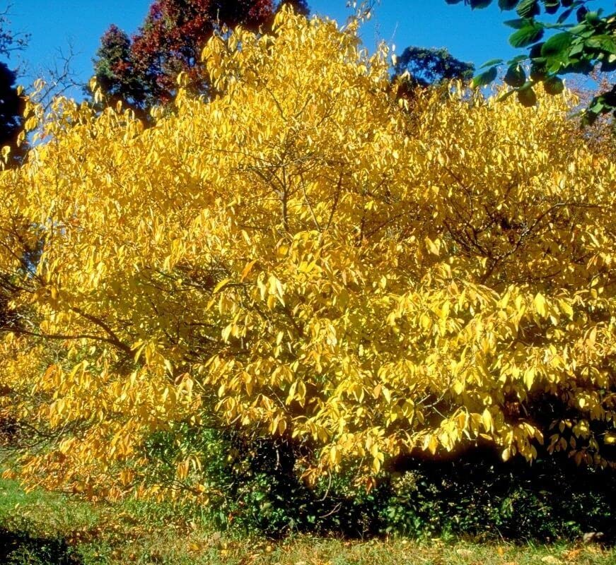 Amazon.com : 2 Northern Spicebush Shrubs/Bushes - 12-24