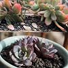 Black Horticultural Lava Rock for Plants, Natural Volcanic Stone Succulent Cactus Bonsai Potting Decorative Soil, Cover Plant Drainage Gravel Terrarium Indoor Outdoor Gardening Top Dressing, 2lb