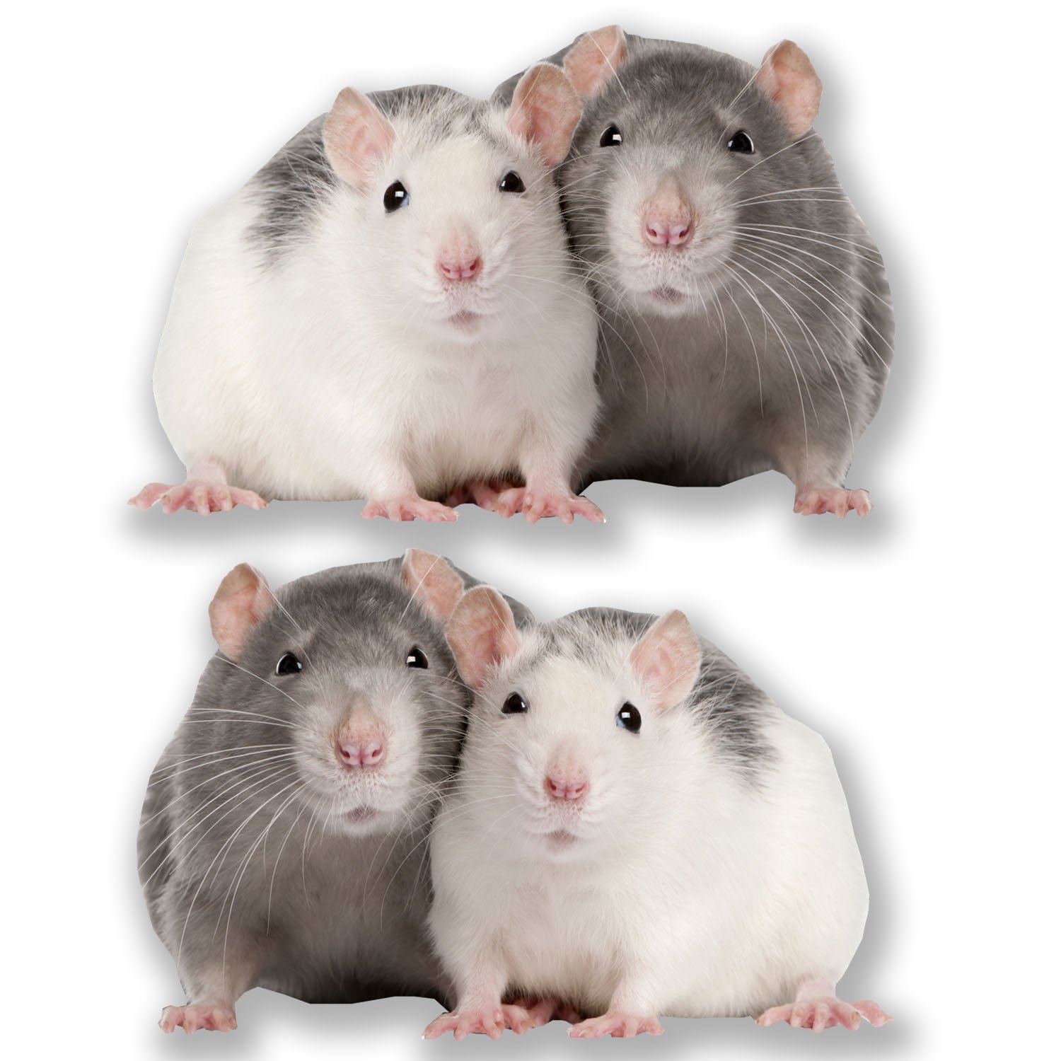 2 x 10cm Cute Fancy Rat Stickers Laptop Tablet Car Decal Kids Girls Animal #6605 (10cm Wide x 6.5cm Tall)