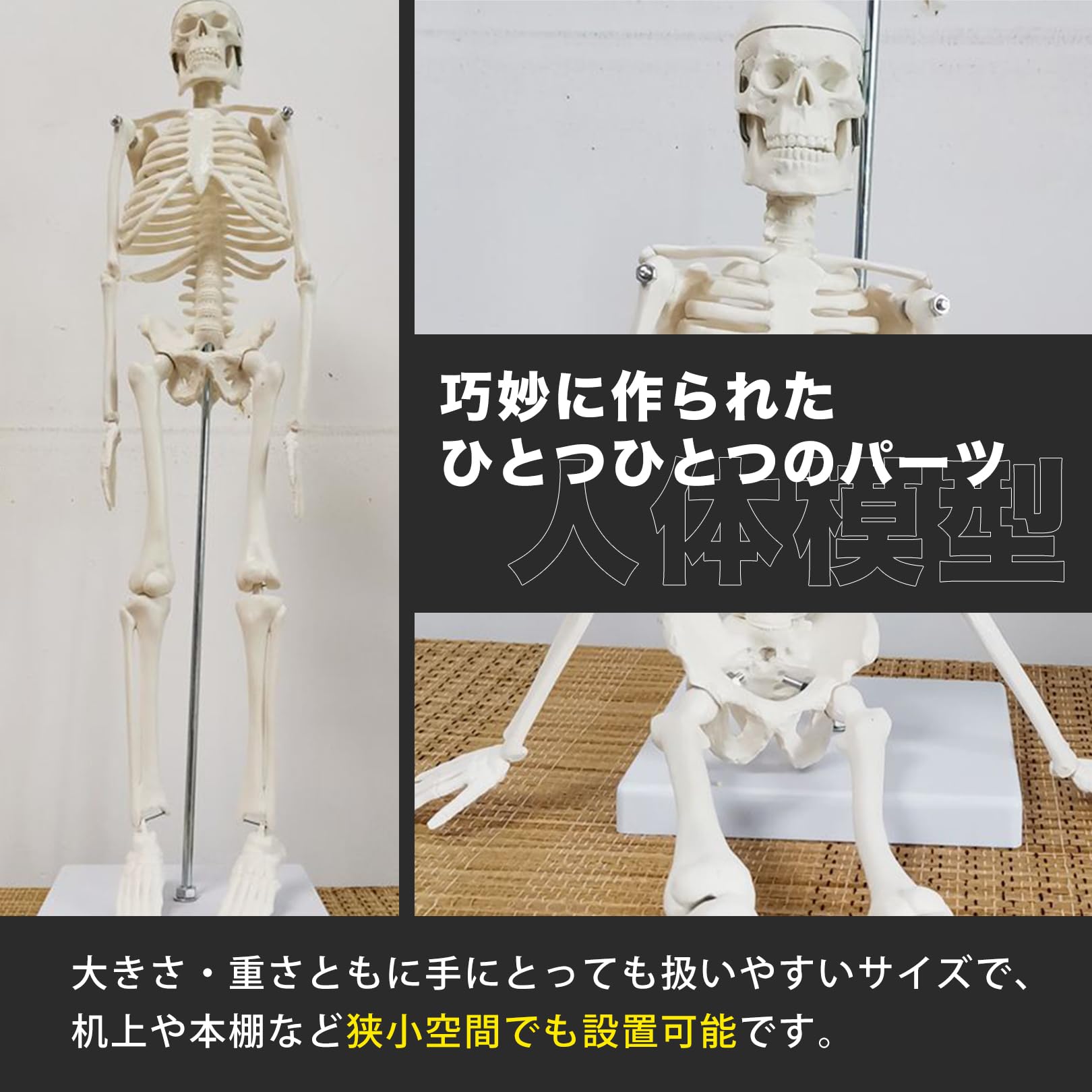 坂本モデル 人体模型 全身骨格標本 骸骨 人間 理科室 ガイコツ 