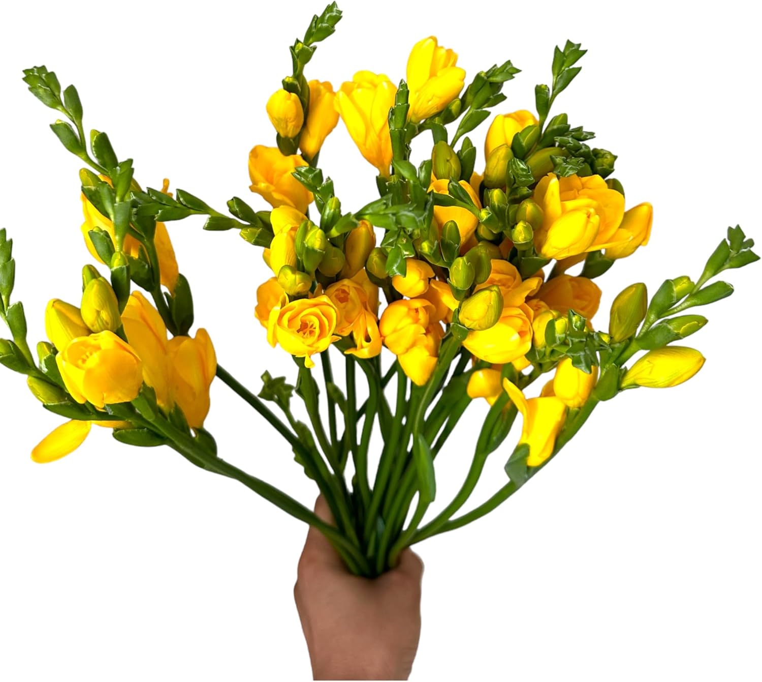 19 Scented Yellow Freesia Fresh Cut Flowers for Home Decor Birthday Anniversary Healing Sympathy Friendship and Love Gifts