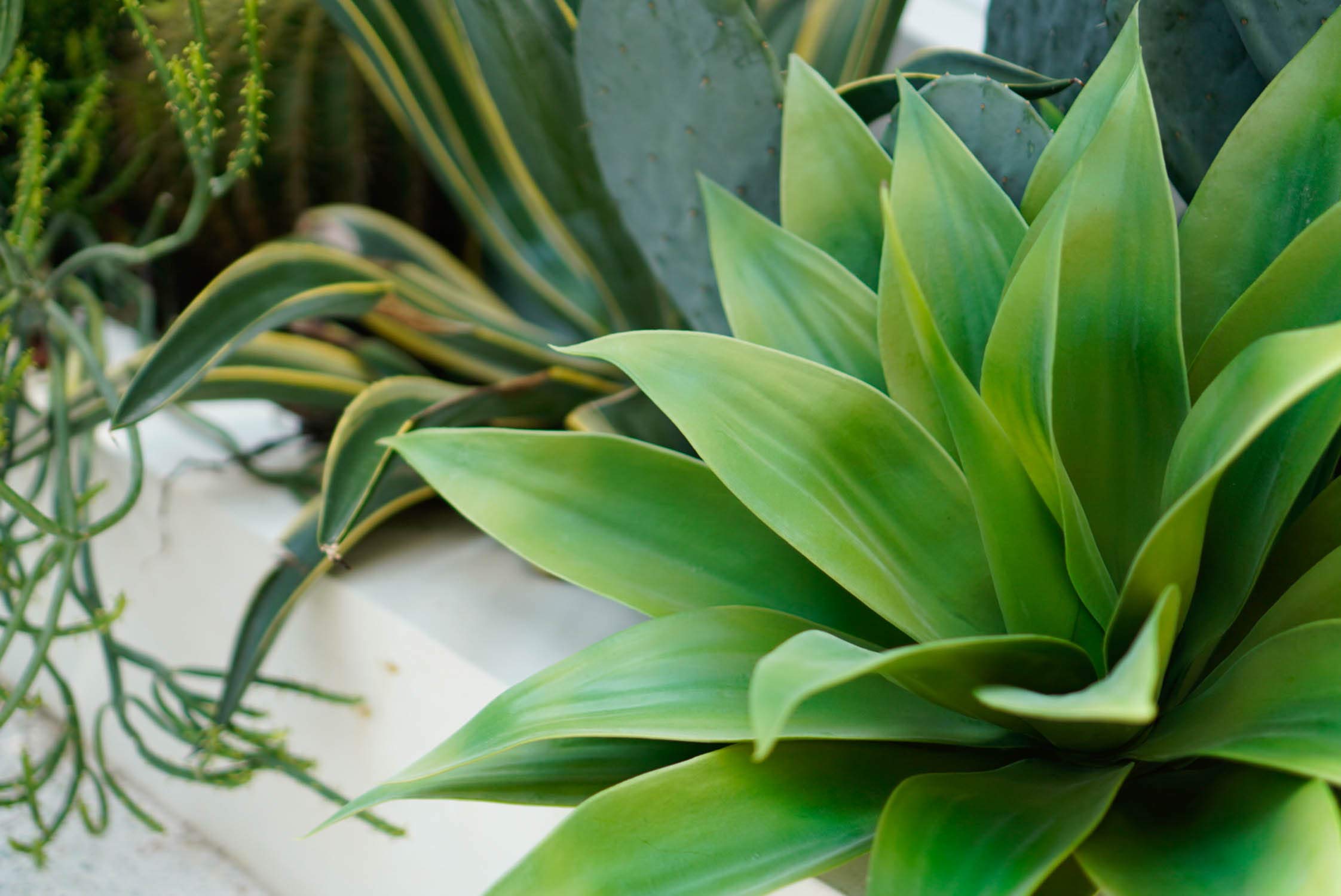 Buy Velener Artificial Agave Succulent Plant, 28 Inches, Big Size