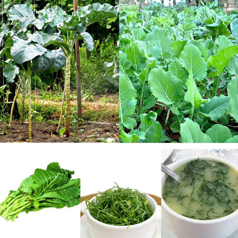 100Pcs Collard Greens Semi Couve Galega Portoghese Bas da Passeggio Cavolo Kale Meraviglioso Regalo di Giardinaggio