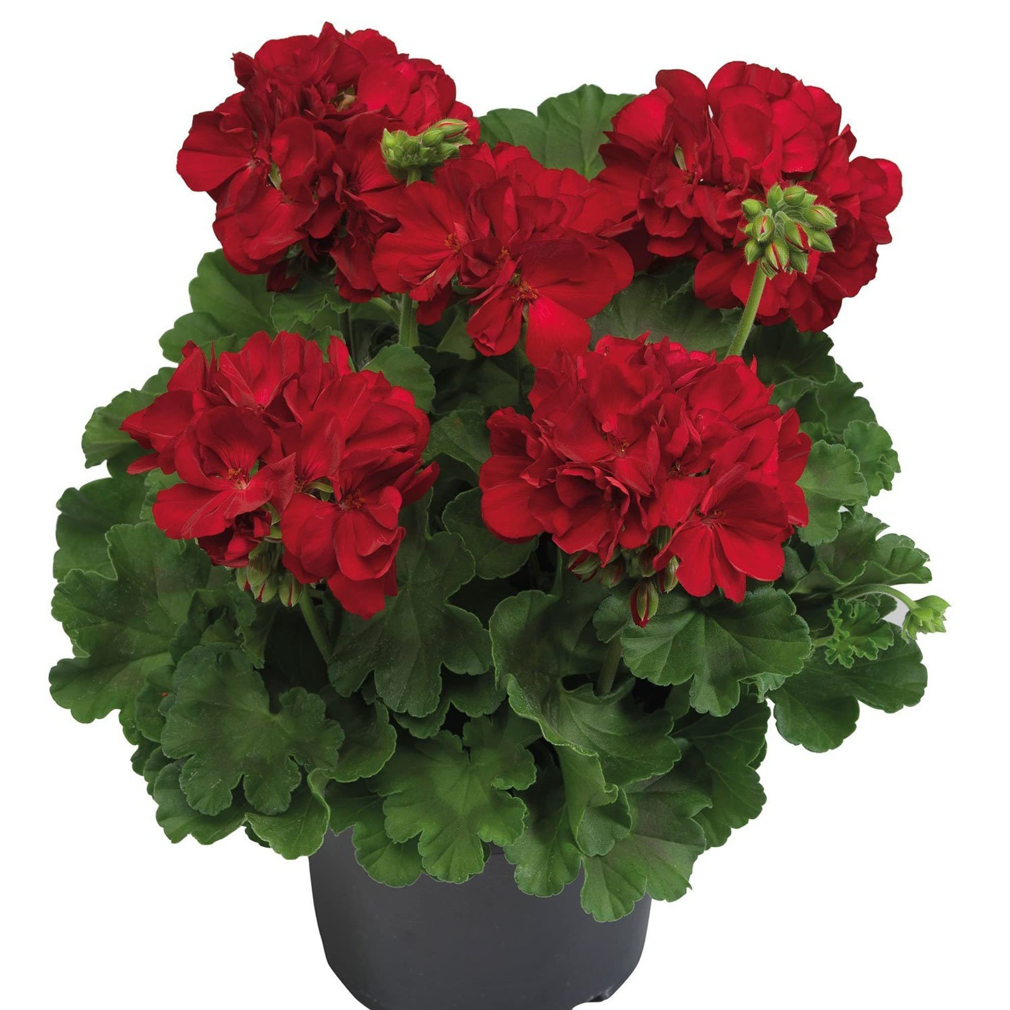 Gurveplantationi Geranium Flower Plant Live Indoor with Pot (Pack of 1) (Maroon) (B0BC25M9L3) Amazon Price History, Amazon Price Tracker