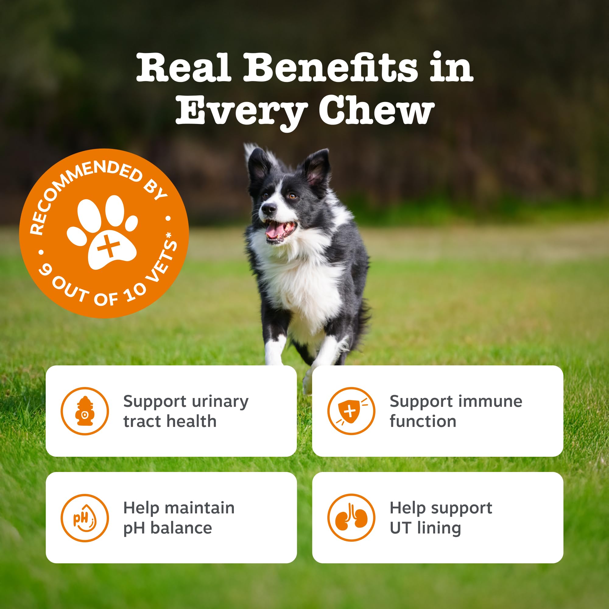 Zesty Paws Cranberry Urinary Care Supplement for Dogs | Promotes Kidney & Urinary Tract Health | Preventative UTI Treatment | Cranberry Extract Fog Dog | Dog Urine Treatment & UTI Treatment | 90 Pcs