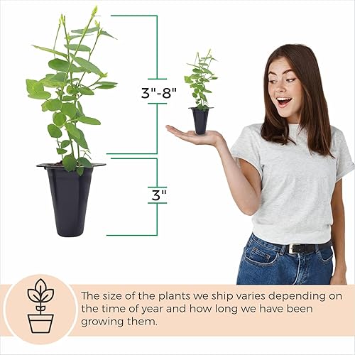 Miniatura 6 de Blueberry Plant "O'Neal" Set de 4 plantas vivas para principiantes
