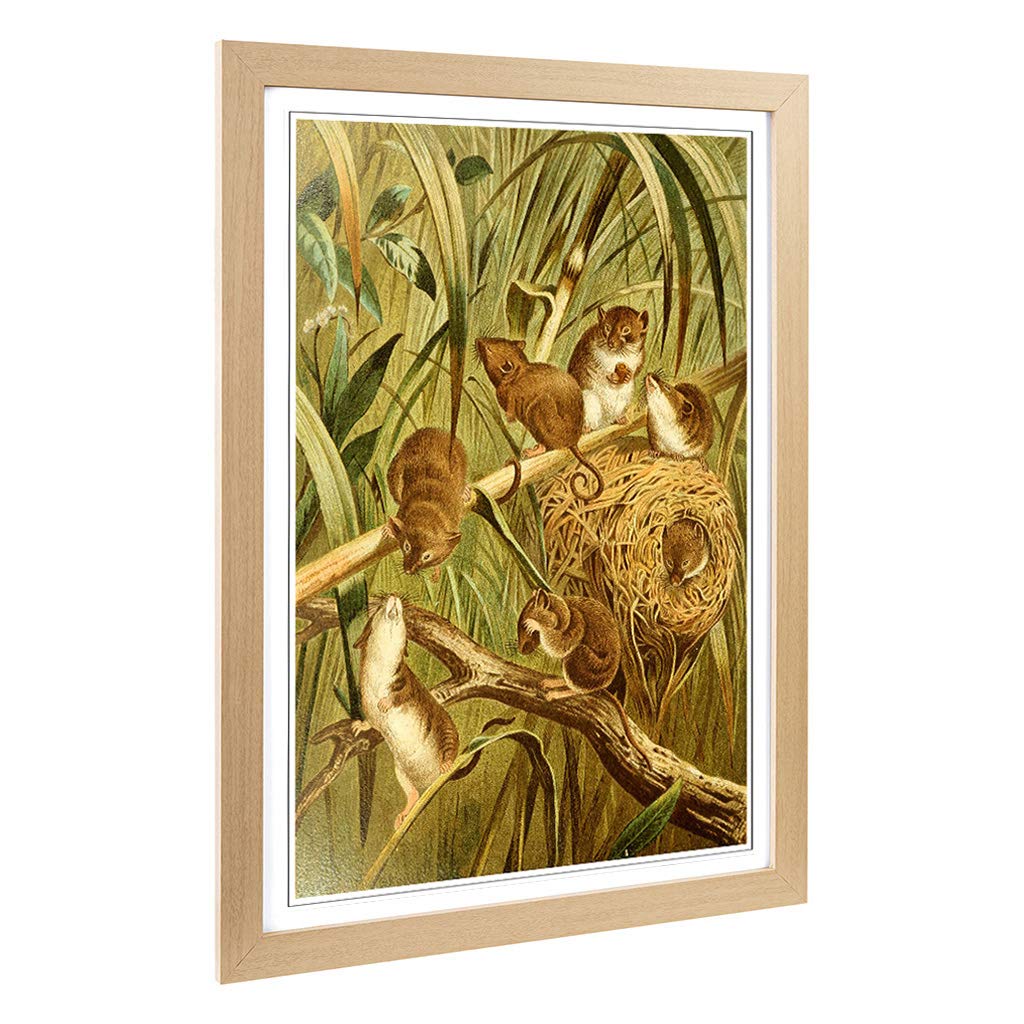 Big Box Art Framed Print of Vintage Brehms Tierlben Field-mice Design | Wall Art Picture | Home Decor for Kitchen, Living Room, Bedroom, Hallway, Oak, A2 / 24.5x18 Inch / 62x45cm
