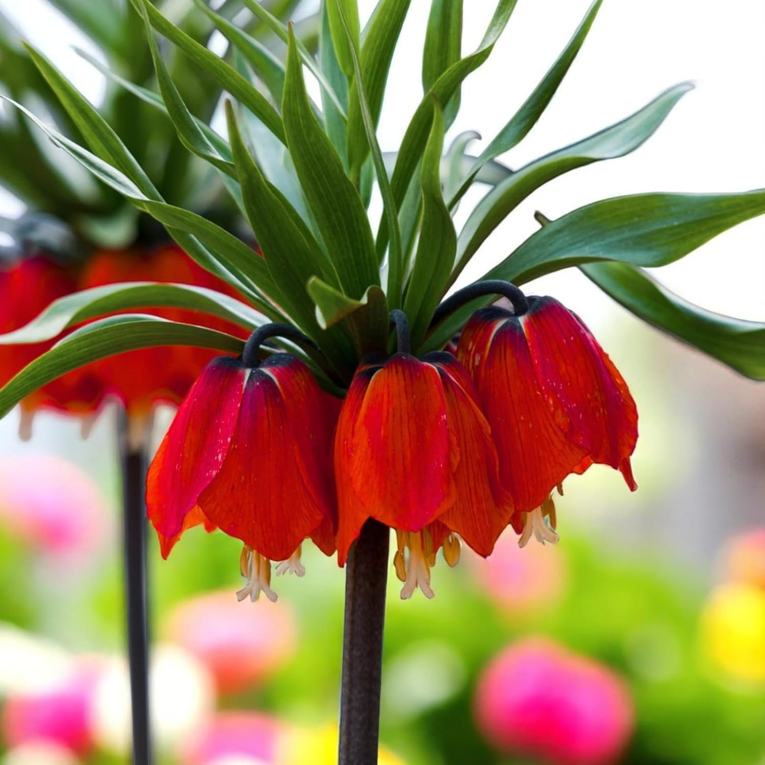 Carbeth Plants Fritillaria imperialis Spring Bulbs (3, Rubra)