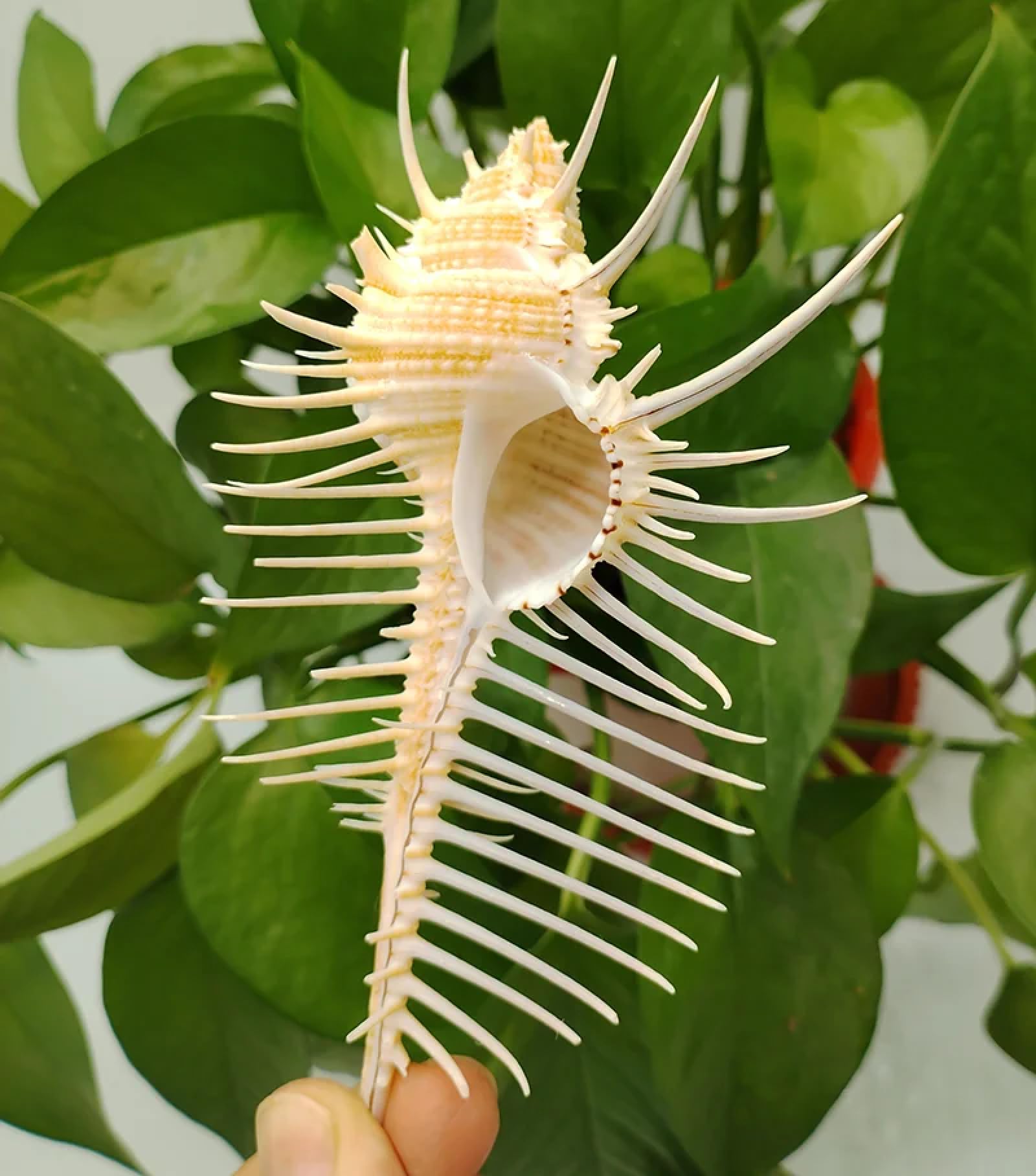 Conchiglie per artigianato, 1 pezzo, 12 cm, Murex Pecten, conchiglie di Venere, pettine Murex, lumaca, conchiglia, ornamento per acquario, decorazione per la casa, artigianato, arredamento, oceano,