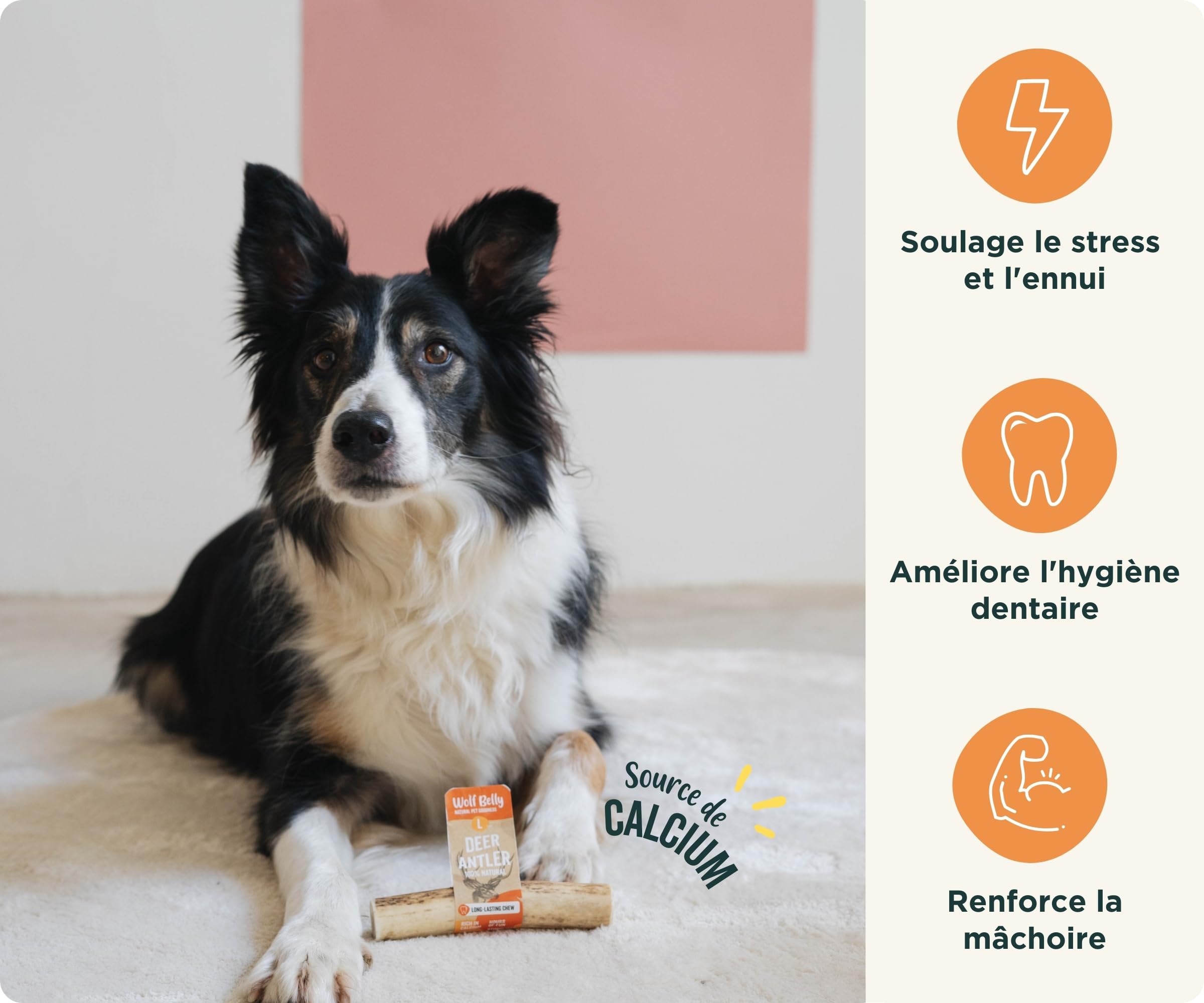 Wolf Belly - Bois de Cerf pour Chiens 100% Naturel (Taille S) Corne Durable et Résistante | Réduit Tartre et Plaque | Riche en Calcium et Protéines | Calme Stress | Inodore - Fabriqué en Europe