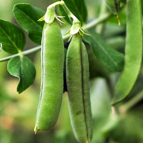 Miniatura 2 de 60 semillas de guisantes heladas tempranas para plantar reliquias sin OMG, más de 0.49 oz de guisantes ingleses para jardín, vegetales,