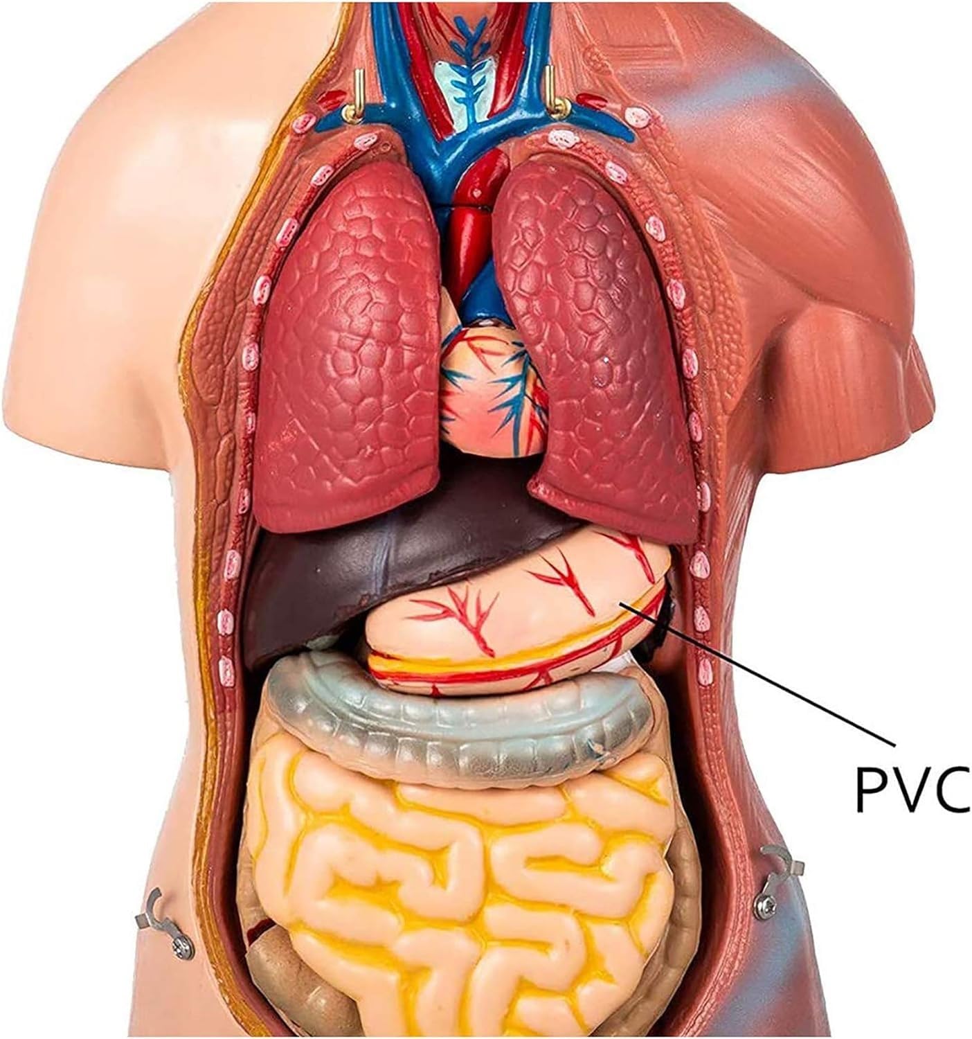 Anatomía De La Educación Modelo De Torso Humano, 23 Partes, Vísceras Humanas, Enseñanza Anatómica, Exhibición Órganos Humanos Muñeca de Anatomía