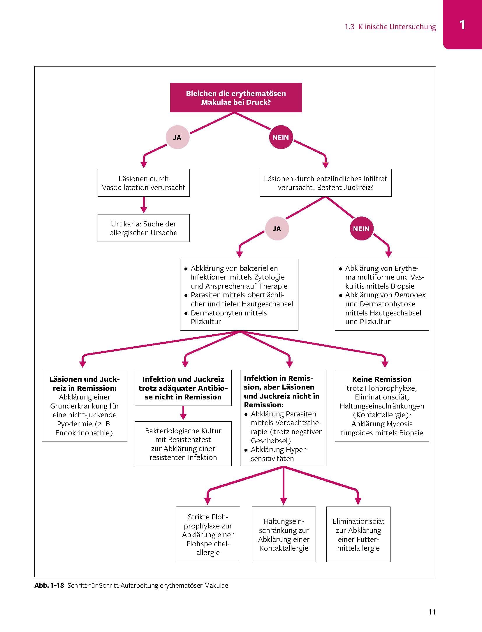 Praxishandbuch Katzendermatologie: Symptome, Diagnostik, Therapie (Vetpraxis)