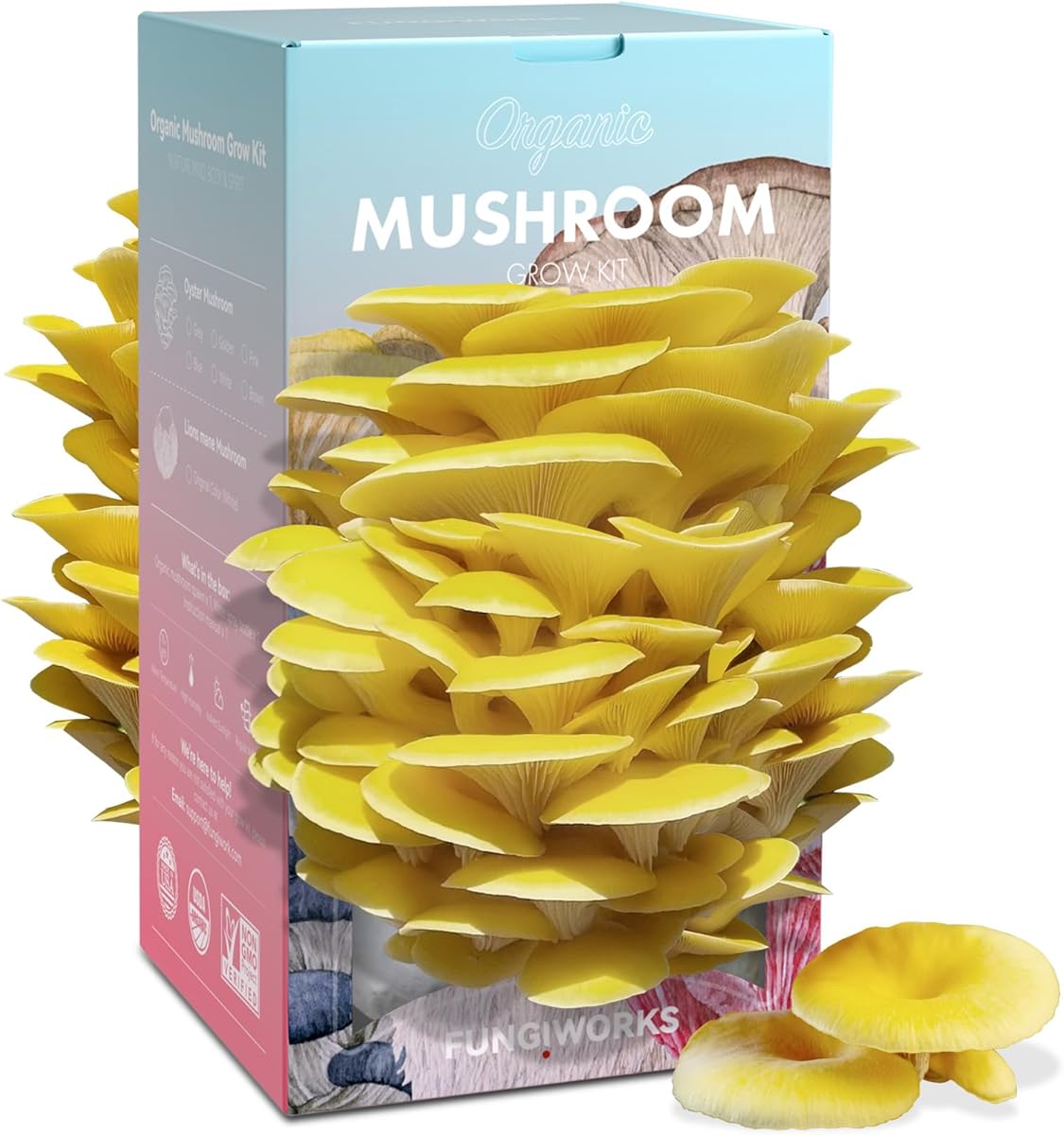 Organic Edible 4lbs Golden Oyster Mushroom Growing Kit, Made in USA, Double-Side Mushroom Grow Kit Indoor, Harvest Gourmet Mushrooms in 10 Days, Top Gardening Gift, Holiday Gift