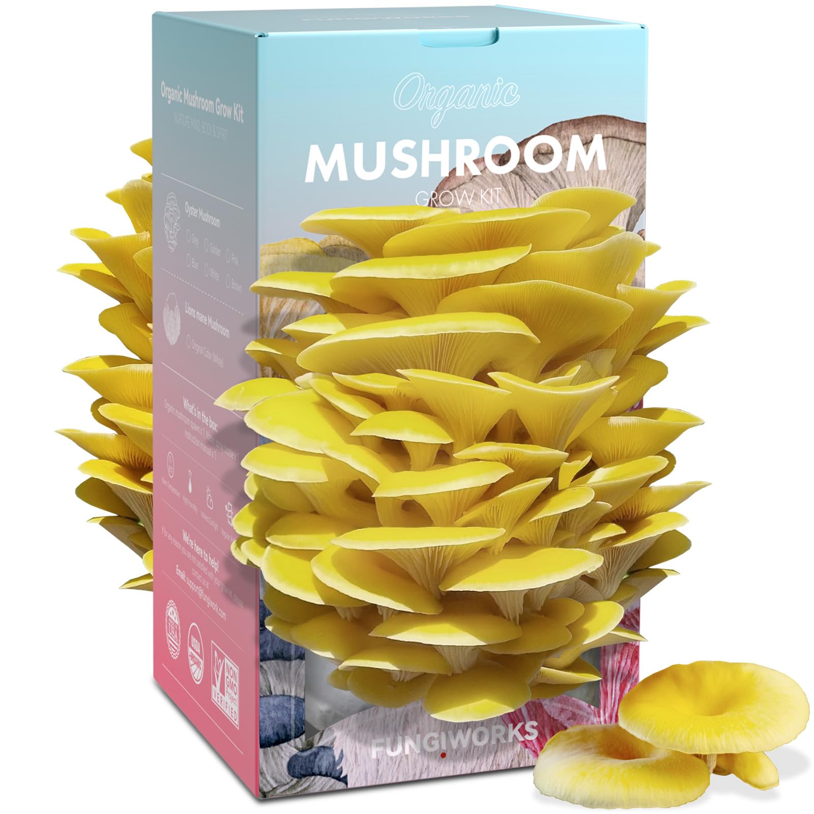Kit de culture de champignons huîtres dorés comestibles biologiques de 1,8 kg, fabriqué aux États-Unis, kit de culture de champignons double face en intérieur, récolte des champignons